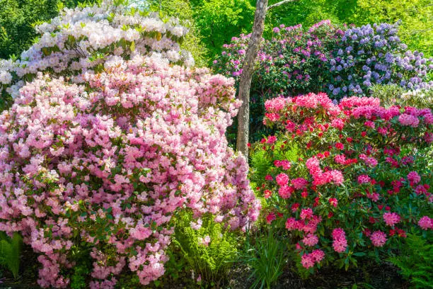 Rhododendron snoeien