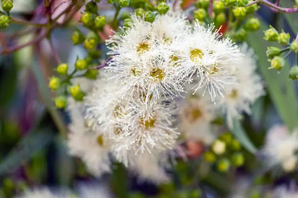 eucalyptus boom snoeien