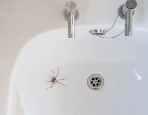 insecten in huis herkennen