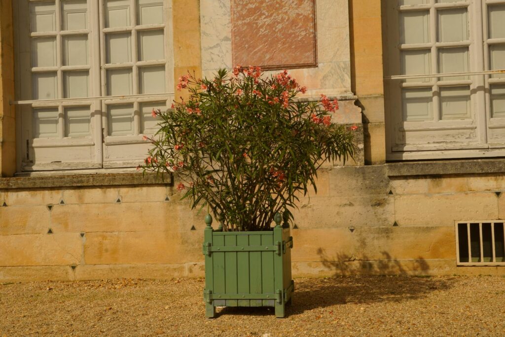 free-photo-of-oleander-plant-in-green-pot-against-rustic-building